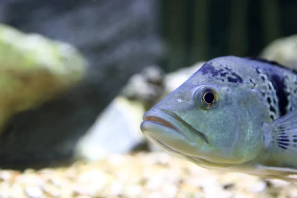 Blue fish in aquarium — Stock Photo, Image