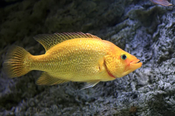 Yellow fish in an aquarium — Stock Photo, Image