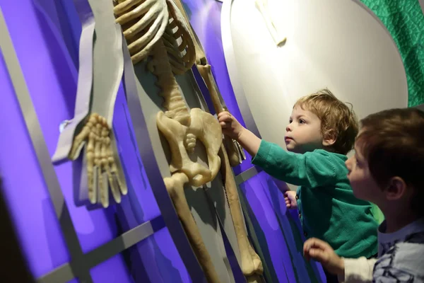 人間の解剖学を勉強している子供 — ストック写真