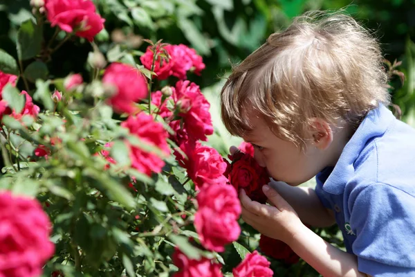 Kind ruikende rose — Stockfoto