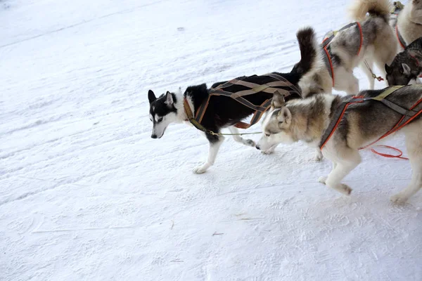 Équipe de traîneau à chiens Huskies — Photo