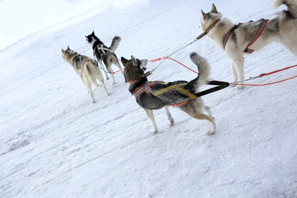 Team van de hond van de Huskies — Stockfoto