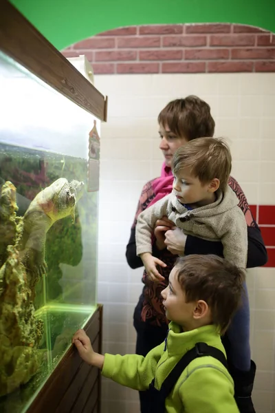 Mãe com filhos olhando para tartaruga — Fotografia de Stock