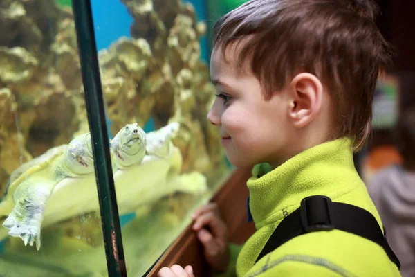 Barnet tittar på cayman sköldpadda — Stockfoto