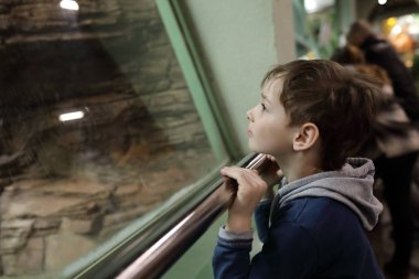 Hayvanat Bahçesi meraklı çocuk