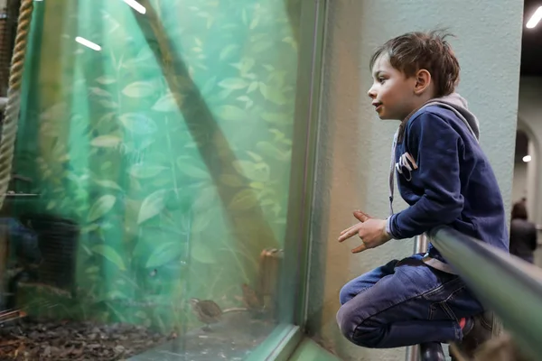 Bambino allo zoo — Foto Stock