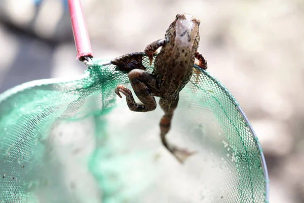 Caught frog in net — Stock Photo, Image