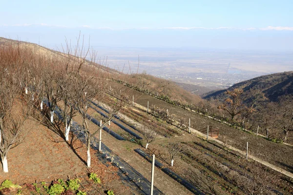 Blick Auf Den Garten Alazani Valley Georgien — Stockfoto