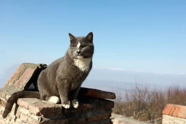 Serious Cat Background Alazani Valley Winter — Stock Photo, Image