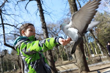Kislovodsk parkında güvercin üstüne güvercin.