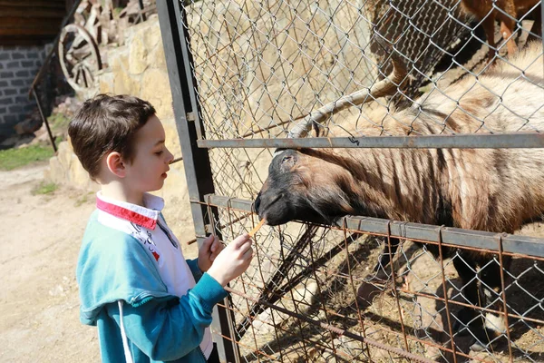 Kind Füttert Ziege Mit Karotte Auf Bauernhof — Stockfoto