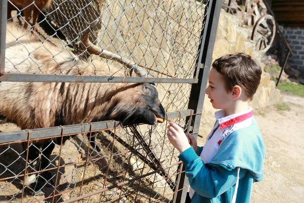 Junge Füttert Ziege Mit Karotte Auf Bauernhof — Stockfoto
