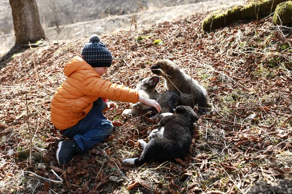 Menino Brincando Com Cachorros Kabardino Balkaria Rússia — Fotografia de Stock