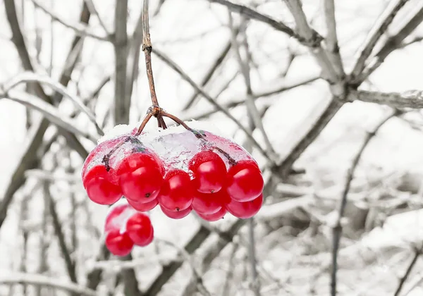 Ramo Viburnum con bacche rosse nella neve — Foto Stock