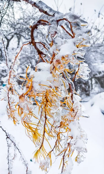 Rami di un albero ricoperti di ghiaccio e neve . — Foto Stock