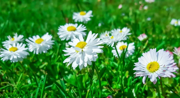 Білі ромашки в зеленій траві — стокове фото