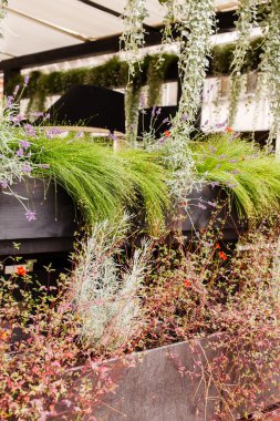 renkli sonbahar bitki