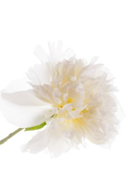 taze güzel Şakayık