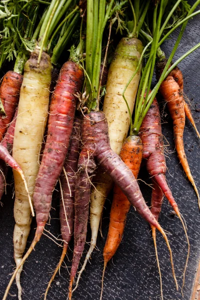Zanahorias frescas coloridas —  Fotos de Stock