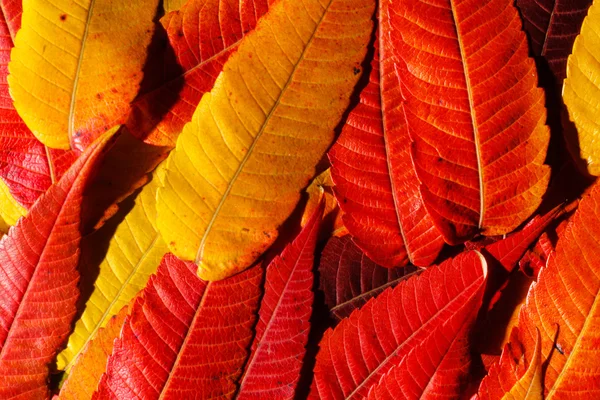 Colorful autumn plant — Stock Photo, Image