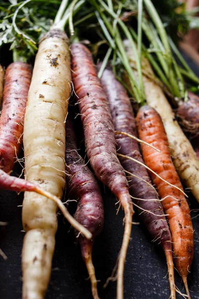 Frische bunte Karotten — Stockfoto