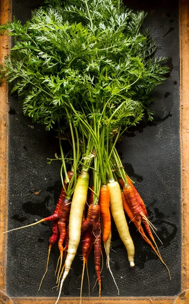 Zanahorias frescas coloridas —  Fotos de Stock
