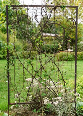 renkli sonbahar bitki