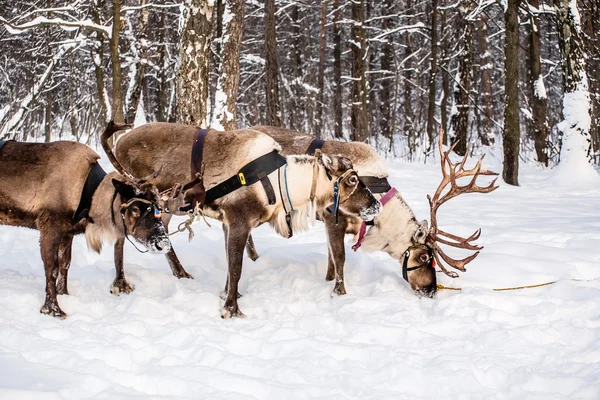 Northern house deers — Stock Photo, Image