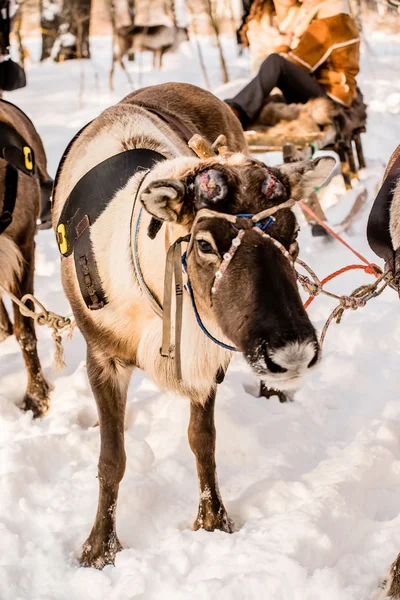 Northern deer with sleigh — Stock Photo, Image