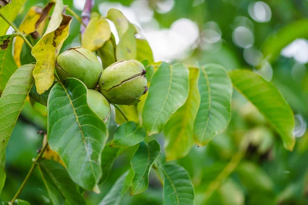 Ripe walnut on tree — Stock Photo, Image