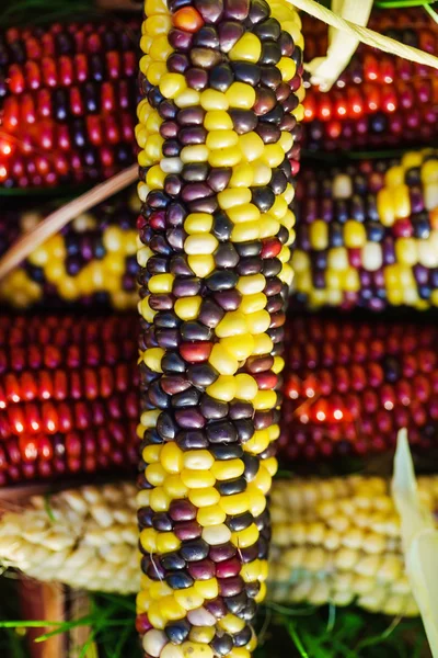 Kukuřice sladká rainbow — Stock fotografie