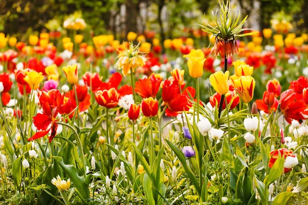 Tulipány na jarní zahradě — Stock fotografie