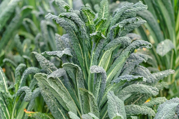Green kale in garden — Stock Image Green kale in garden Stock Photo