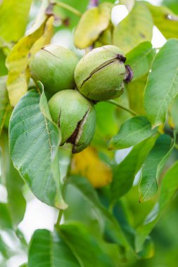 Olgun ceviz ağacı üzerinde 