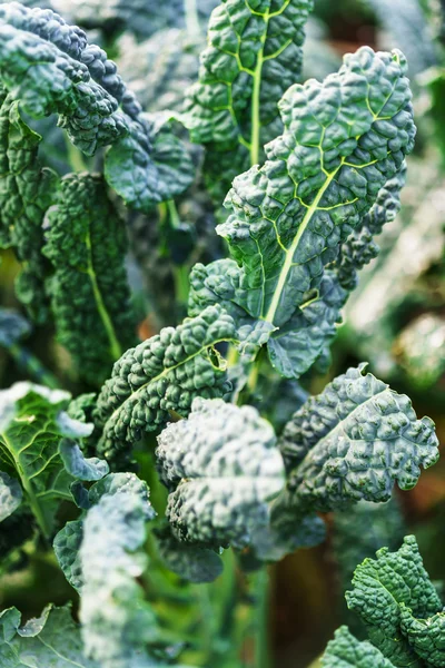 Green kale in garden — Stock Photo, Image