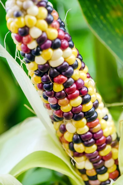 Maíz arco iris dulce —  Fotos de Stock