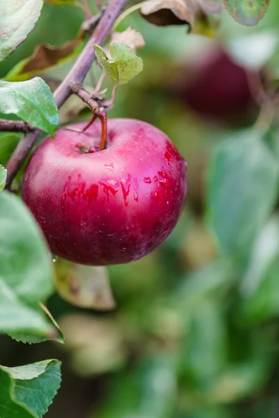 Ripe red apple — Stock Photo, Image