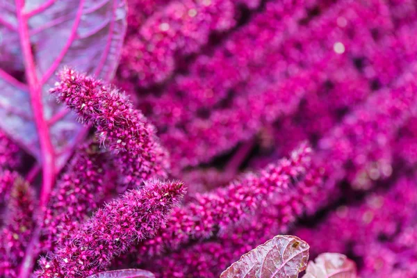 Amaranth på blomma säng — Stockfoto