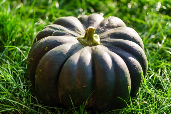 Ripe green pumpkin — Stock Photo, Image