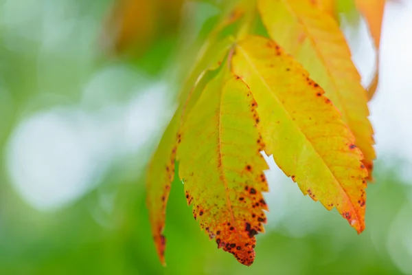 Colorful autumn plant — Stock Photo, Image