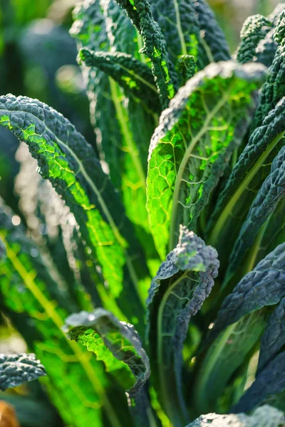 Green kale in garden — Stock Image Green kale in garden Stock Image