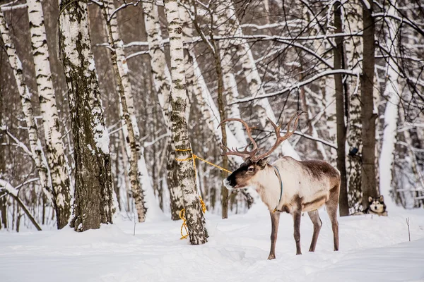 Northern house deer — Stock Photo, Image