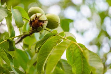 ripe walnut on tree  clipart