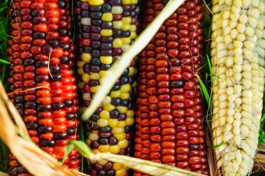 tatlı gökkuşağı Mısır