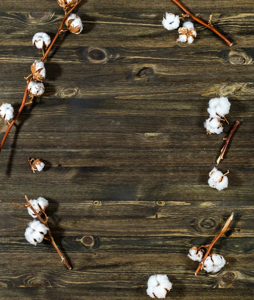 Moldura flores de algodão — Fotografia de Stock