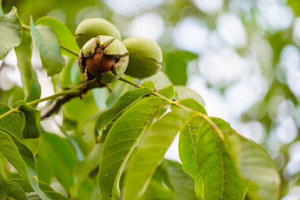 ripe walnut on tree 