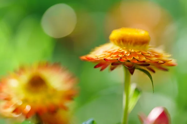 色鮮やかなオレンジ色の花 — ストック写真