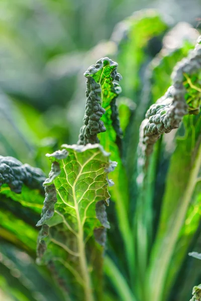 Groene boerenkool in de tuin — Stockfoto