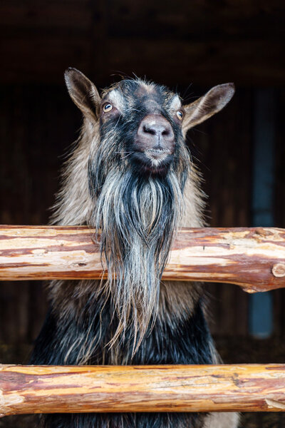 Cute goat in paddock