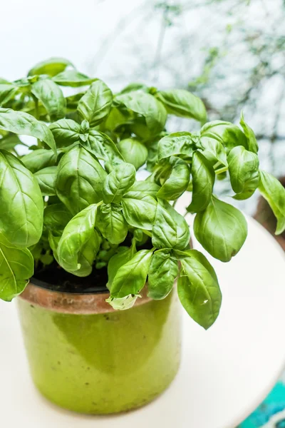 Green basil in the pot — Stock Photo, Image
